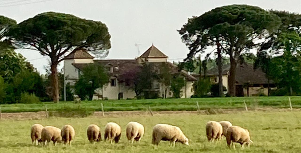 Domaine De Menerque - Petit Chateau Avec Piscine Lisle-sur-Tarn Zewnętrze zdjęcie